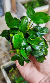🍀Anubias Japan Mini_img_1