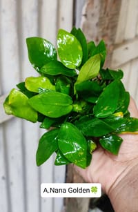 🍀Anubias nana ’Golden'._img_0