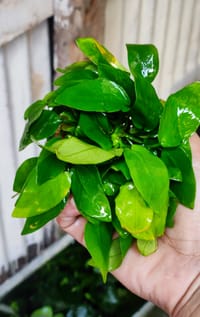 🍀Anubias nana ’Golden'._img_1