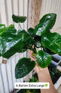 🍀Anubias Barteri Extra Large._img_0