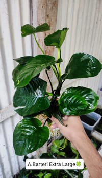 🍀Anubias Barteri Extra Large._img_1