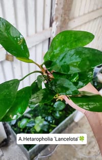 🍀Anubias Heterophyila 'Lancelota'._img_0