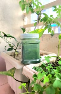 Spirulina Powder_img_0