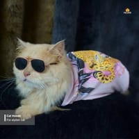 cat t-shirt (9,8 kg)_img_1