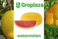 হাইব্রিড জাতের হলুদ তরমুজ বীজ । F1 Hybrid yellow colour watermelon seeds_img_0