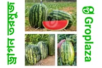 হাইব্রিড জাতের ড্রাগন তরমুজ বীজ । F1 Hybrid dragon watermelon seeds_img_0