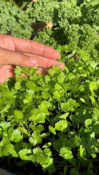 ধনিয়া বীজ / Coriander Seeds_img_1