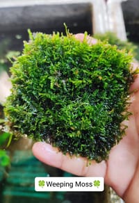 🍀Weeping Moss._img_0