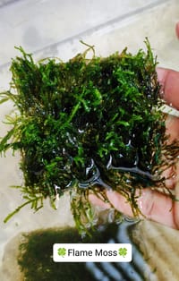 🍀Flame Moss._img_0