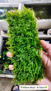 🍀Willow moss 8x18cm pad._img_0