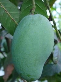 ফজলি আম_img_0