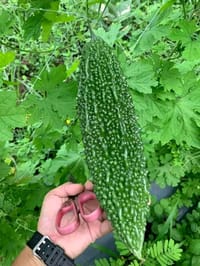 হাইব্রিড করলা বীজ_img_1