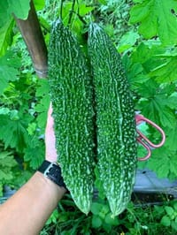 হাইব্রিড করলা বীজ_img_2