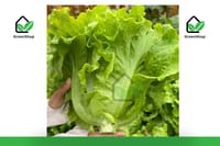 লেটুসপাতা_img_0