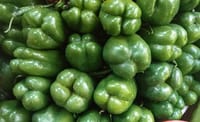 Capsicum Green 1kg_img_0