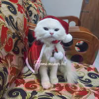 cat chenta cape_img_3