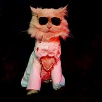 Cat panjabi(custom)_img_0