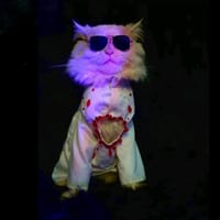 Cat panjabi(custom)_img_1