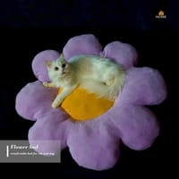 Cat flower bed_img_2