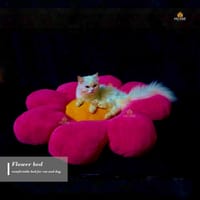 Cat flower bed_img_1