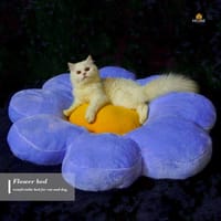 Cat flower bed_img_0