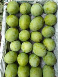 রাজশাহীর অর্গানিক ল্যাংড়া আম (Lengra Mango)_img_8