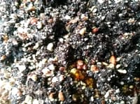 বাদাম চার ২৫০ গ্রাম (২ পেকেট) - Almond Char 250 gms (2 packets)_img_1