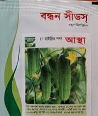 শীতকালীন জনপ্রিয় হাইব্রিড শসা বীজ আস্থা । Popular winter hybrid cucumber seeds are Aastha._img_0