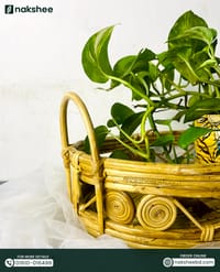 Cane Tray (T01)_img_1