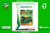হাইব্রিড শসা-আরিশ । F1 Hybrid Cucumber Seeds Arish_img_0