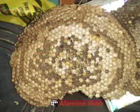 ভিমরুলের ডিম বাসা -  Vimrul's Egg Nest_img_0