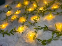 ✨ 𝐒𝐭𝐚𝐫 𝐅𝐚𝐢𝐫𝐲 𝗟𝗲𝗮𝗳 𝐋𝐢𝐠𝐡𝐭 🍃_img_2