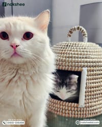 kaisa Grass Cat House_img_1