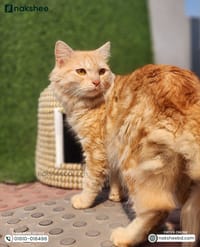 kaisa Grass Cat House_img_2