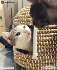 kaisa Grass Cat House_img_3