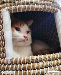 kaisa Grass Cat House_img_6