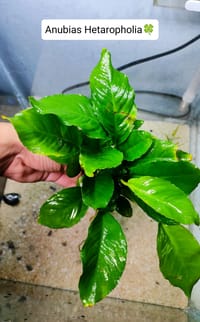 🍀Anubias Hetaropholia_img_1