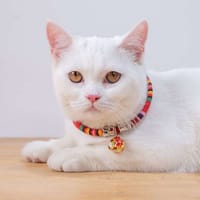 Luxury collar for cat - Red colour_img_0