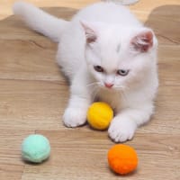 12pcs Cat Puppy Plush Ball Doll Interactive Teething Toy Bite Resistance Pet Supplies_img_2