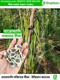 বারোমাসি ODC-3 সজিনা বীজ । Baromasi ODC-3 Sojina seeds._img_0