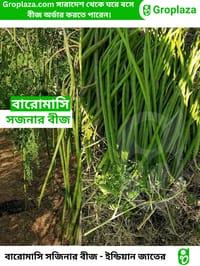 বারোমাসি ODC-3 সজিনা বীজ । Baromasi ODC-3 Sojina seeds._img_1