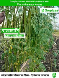 বারোমাসি ODC-3 সজিনা বীজ । Baromasi ODC-3 Sojina seeds._img_2