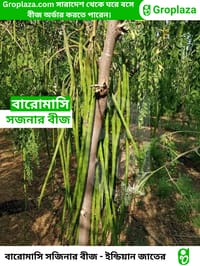 বারোমাসি ODC-3 সজিনা বীজ । Baromasi ODC-3 Sojina seeds._img_3