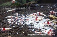 Wasabi snowflake feed (40g)🌮_img_3