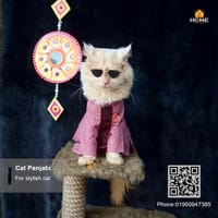cat panjabi (5,4 kg)_img_1