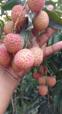 দিনাজপুরের মাদ্রাজি লিচু (দেশি ফলের ফেরিওয়ালা)_img_1