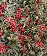 দিনাজপুরের মাদ্রাজি লিচু (দেশি ফলের ফেরিওয়ালা)_img_2