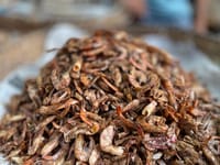 চিংড়ি শুঁটকি মিডিয়াম সাইজ (Chingri Shutki)_img_0