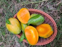 রাজশাহীর গোপালভোগ আম (Gopalbhog Mango)_img_2