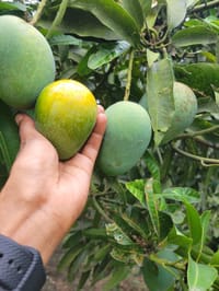 রাজশাহীর গোপালভোগ আম (Gopalbhog Mango)_img_4